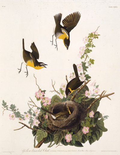 Keltainen chatti. Teoksesta The Birds of America, 1827-1838. tekijältä John James Audubon