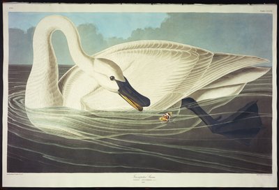 Trumpetisti Joutsen tekijältä John James Audubon