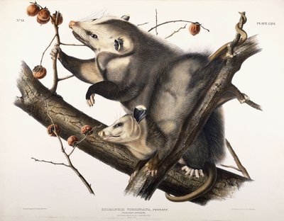 Virginian Opossum, 1845 tekijältä John James Audubon