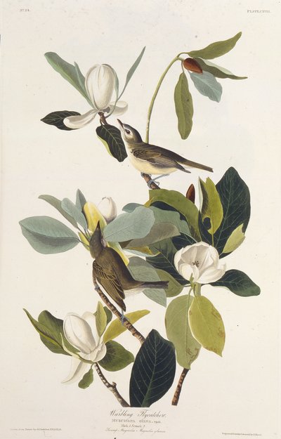 Villivä kärpässieppo. Teoksesta The Birds of America, 1827-1838. tekijältä John James Audubon