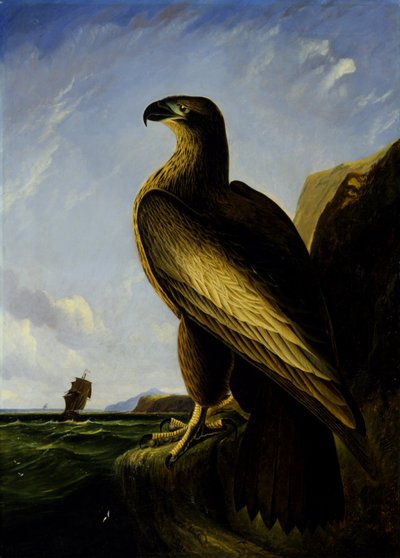 Washington merikotka tekijältä John James Audubon