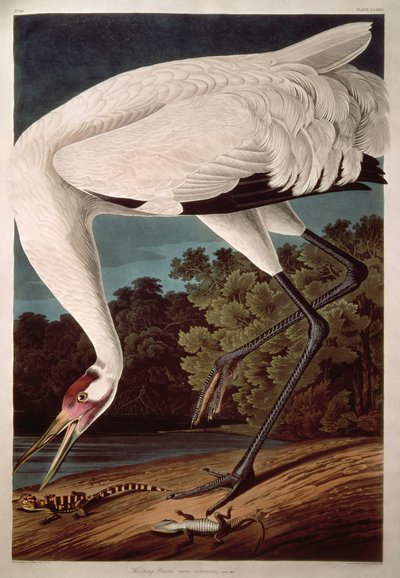 Whooping Crane, "Birds of America" tekijältä John James Audubon