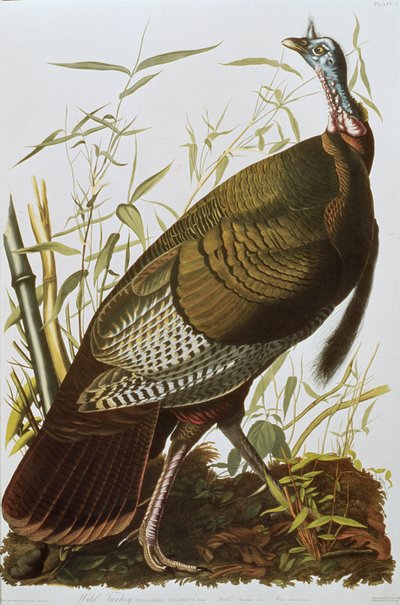 Wild Turkey, "Birds of America", julkaistu 1829 tekijältä John James Audubon