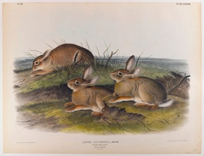 Mato metsäjänis tekijältä John James Audubon