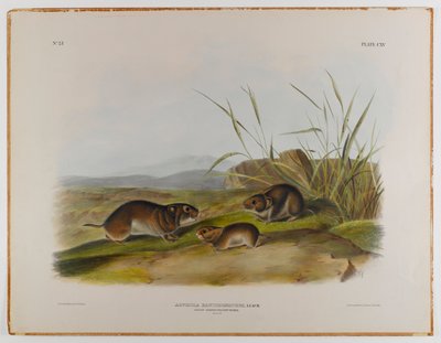 Keltainen niittyhiiri tekijältä John James Audubon