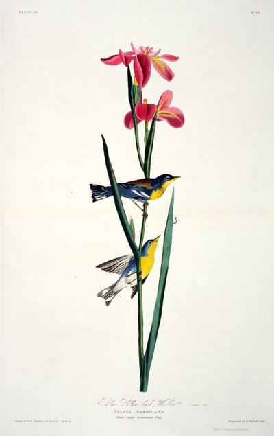 Blue Yellow-back Warbler, Birds of Americasta, kaiverrus Robert Havell (1793-1878) tekijältä John James after Audubon