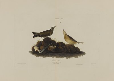 Brown Lark, Birds of Americasta, kaiverrus Robert Havell (1793-1878) tekijältä John James after Audubon