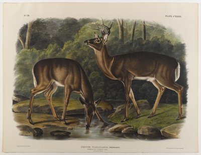 Common tai Virginia Deer, kaiverrus John T. Bowen (1801-c.1856) 1848 tekijältä John James after Audubon