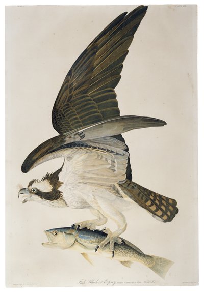 Fish Hawk or Osprey, litografia Julius Bien (1826-1909), 1860 tekijältä John James after Audubon