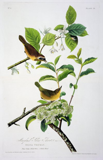 Maryland Yellow Throat, Birds of Americasta, kaiverrus Robert Havell (1793-1878) tekijältä John James after Audubon