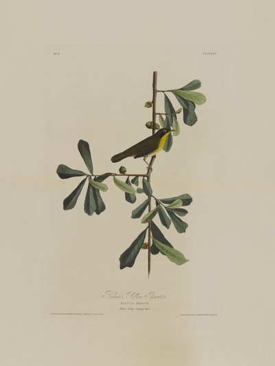 Roscoes Yellow Throat, Birds of Americasta, kaiverrus Robert Havell (1793-1878) tekijältä John James after Audubon