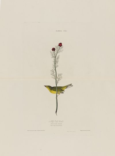 Selbys Fly Catcher, Birds of Americasta, kaiverrus Robert Havell (1793-1878) tekijältä John James after Audubon
