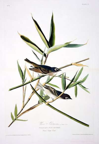 Yksinäinen kärpässieppo, Birds of Americasta, kaiverrus Robert Havell (1793-1878) tekijältä John James after Audubon