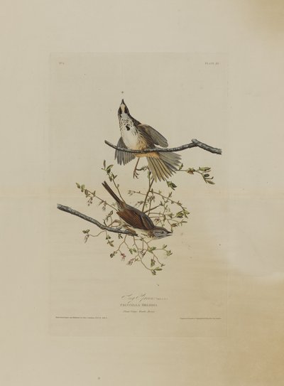 Song Sparrow, Birds of Americasta, kaiverrus Robert Havell (1793-1878) tekijältä John James after Audubon