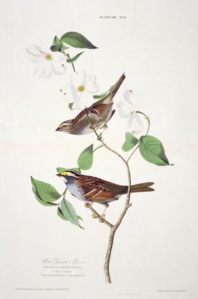 White Throated Sparrow, Birds of Americasta, kaiverrus Robert Havell (1793-1878) tekijältä John James after Audubon
