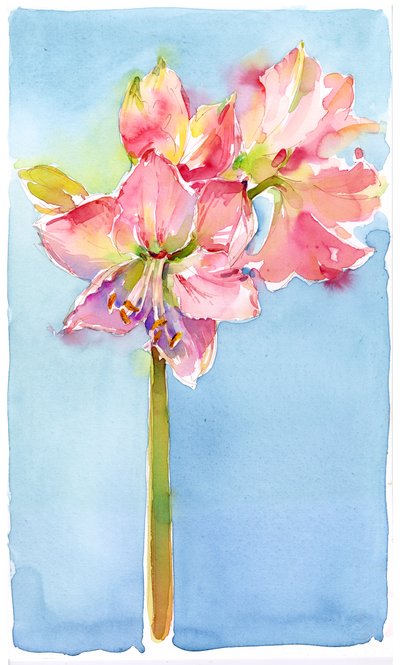Amaryllis vesitaustalla, 2015, (akvarelli) tekijältä John Keeling