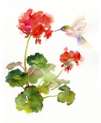 Hummingbird with Geranium, 2015, (akvarelli) tekijältä John Keeling