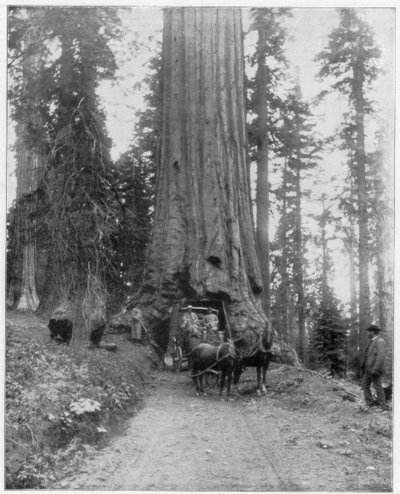 Tie kulkee jättimäisen Sequoian läpi, Mariposa Grove, Wawona, Kalifornia, 1800-luvun loppu tekijältä John L. Stoddard