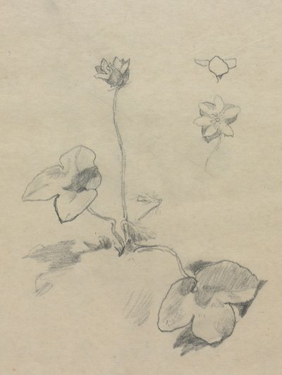 Anemone tekijältä John La Farge