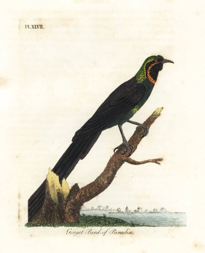 Arfak astrapia, Astrapia nigra (Gorget Paradise lintu, Paradisea gularis). John Lathamin piirtämä ja kaiverrettu käsinvärinen kuparilevy omasta lintujen yleishistoriasta, Winchester tekijältä John Latham