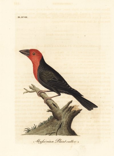 Mustanokkainen barbet, Lybius guifsobalito (Abessinian kasvinleikkuri, Loxia tridactyla). John Lathamin piirtämä ja kaiverrettu käsinvärinen kuparilevy omasta lintujen yleishistoriasta, Winchester tekijältä John Latham