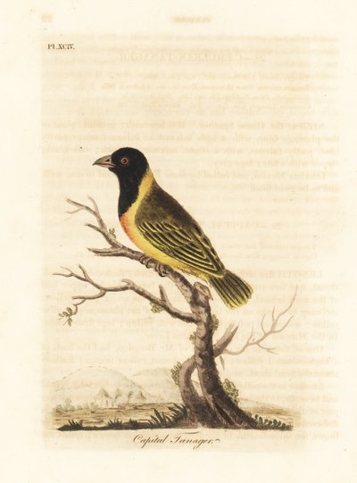 Mustapäinen keltakauluskutoja, Ploceus melanocephalus capitalis (Capital tanager, Tanagra capitalis). John Lathamin piirtämä ja kaiverrettu käsinvärinen kuparilevy omasta lintujen yleishistoriasta, Winchester tekijältä John Latham