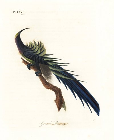Musta sirppinokka, Epimachus fastosus. Haavoittuvainen. (Upea promerops, Upupa superba.) Uusi-Guinea. John Lathamin piirtämä ja kaiverrettu käsinvärinen kuparilevy omasta lintujen yleishistoriasta, Winchester tekijältä John Latham
