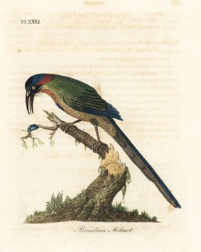 Sinikruunuinen motmotti, Momotus momota (Brasilian motmot, Momotus brasiliensis). John Lathamin piirtämä ja kaiverrettu käsinvärinen kuparilevy omasta lintujen yleishistoriasta, Winchester tekijältä John Latham