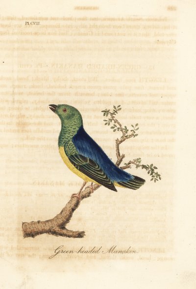 Sininaped chlorophonia, Chlorophonia cyanea (vihreäpäinen manakiini, kotoisin Etelä-Amerikasta). John Lathamin piirtämä ja kaiverrettu käsinvärinen kuparilevy omasta lintujen yleishistoriasta, Winchester tekijältä John Latham