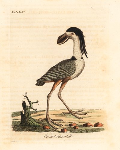 Venenokkahaikara, Cochlearius cochlearius (harja-venenokka, Cancroma cochlearia). John Lathamin piirtämä ja kaiverrettu käsinvärinen kuparilevy omasta lintujen yleishistoriasta, Winchester tekijältä John Latham