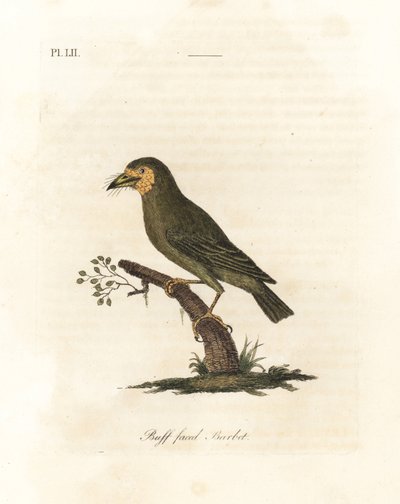 Ruskeapäinen barbet, Megalaima zeylanica? (Buff-faced barbet, Bucco lathami). Brittiläisessä museossa olevasta näytteestä, joka on merkitty Megalaima lathamiksi. John Lathamin piirtämä ja kaiverrettu käsinvärinen kuparilevy omasta lintujen yleishistoriasta tekijältä John Latham