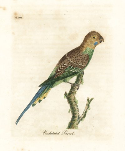 Budgerigar, Melopsittacus undulatus (Aaltomainen papukaija, Psittacus undulatus). John Lathamin piirtämä ja kaiverrettu käsinvärinen kuparilevy omasta lintujen yleishistoriasta, Winchester tekijältä John Latham