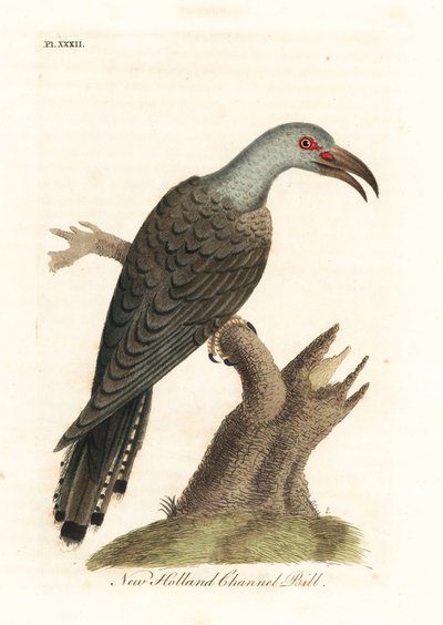 Kanavakäki, Scythrops novaehollandiae (Australasian sarvinokka). John Lathamin piirtämä ja kaiverrettu käsinvärinen kuparilevy omasta lintujen yleishistoriasta, Winchester tekijältä John Latham