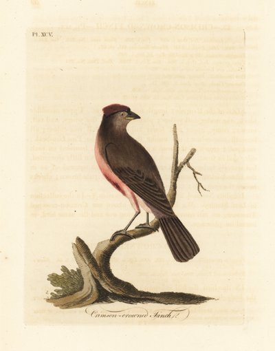 Harvinainen punasimpukka, Carduelis flammea (Crimson-crown peippo, Fringilla flammea). John Lathamin piirtämä ja kaiverrettu käsinvärinen kuparilevy omasta lintujen yleishistoriasta, Winchester tekijältä John Latham