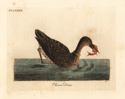 Aasiassa kalastukseen käytetty merimetso, ehkä suuri merimetso, Phalacrocorax carbo, tai japanilainen merimetso, Phalacrocorax capillatus. (Kiinalainen sukeltaja, Colymbus sinensis.) John Lathamin piirtämä ja kaivertama käsinvärinen kuparilevy omasta A Gen tekijältä John Latham