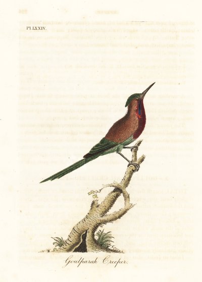 Crimson sunbird, Aethopyga siparaja seheriae (Goulpourah Creeper). John Lathamin piirtämä ja kaiverrettu käsinvärinen kuparilevy omasta lintujen yleishistoriasta, Winchester tekijältä John Latham