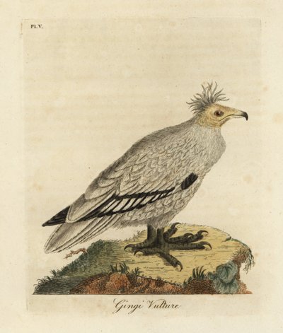 Egyptiläinen korppikotka, Neophron percnopterus ginginianus.1824 (kaiverrus) tekijältä John Latham