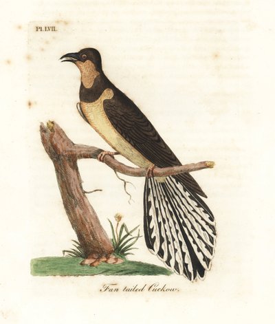 Viuhkakäki, Cacomantis flabelliformis (viuhkakäki, Cuculus flabelliformis). John Lathamin piirtämä ja kaiverrettu käsinvärinen kuparilevy omasta lintujen yleishistoriasta, Winchester tekijältä John Latham