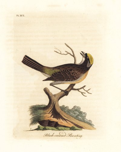 Kultakruunuinen varpunen, Zonotrichia atricapilla (mustakruunuinen särmä, Emberiza atricapilla). John Lathamin piirtämä ja kaiverrettu käsinvärinen kuparilevy omasta lintujen yleishistoriasta, Winchester tekijältä John Latham