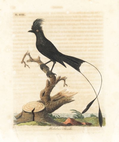 Suuri mailapyrstö, Dicrurus paradiseus (Malabar shrike, Lanius malabaricus). John Lathamin piirtämä ja kaiverrettu käsinvärinen kuparilevy omasta lintujen yleishistoriasta, Winchester tekijältä John Latham