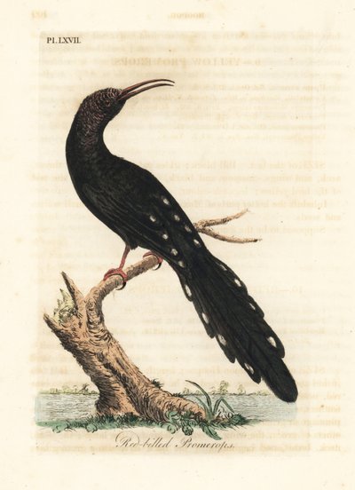 Vihreä puinen hoopoe, Phoeniculus purpureus (punanokkainen promeroppi, Upupa erythrorynchos). John Lathamin piirtämä ja kaiverrettu käsinvärinen kuparilevy omasta lintujen yleishistoriasta, Winchester tekijältä John Latham