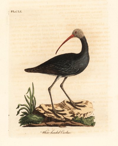 Hadada vai hadeda ibis, Bostrychia hagedash? (Valkopäinen kihara, Numenius leucocephalus.) John Lathamin piirtämä ja kaivertama käsinvärinen kuparilevy omasta lintujen yleishistoriasta, Winchester tekijältä John Latham