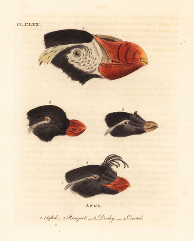 Tufta-lunnun päät, Fratercula cirrhata 1, papukaija auklet, Aethia psittacula 2 ja harjakukko, Aethia cristatella 3,4. (Tufted awk, Alca cirrhata 1, Parrot awk, Alca psittacula 2, Dusky awk, Alca tetracula 3 ja Crested awk, Alca cristatella tekijältä John Latham