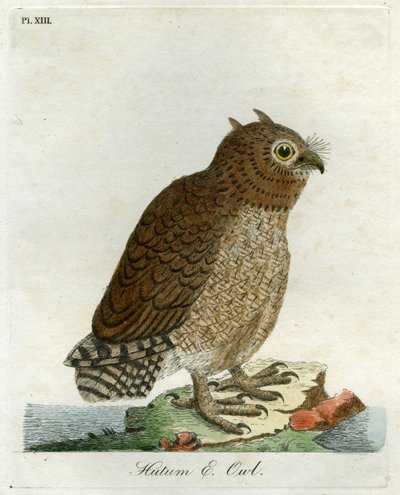 Hutum Pöllö, 1821 (käsinvärinen kaiverrus) tekijältä John Latham