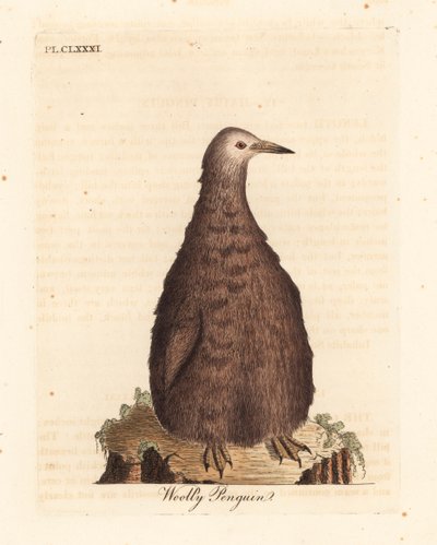 Kuningaspingviini, Aptenodytes patagonicus, nuori (villapingviini). John Lathamin piirtämä ja kaiverrettu käsinvärinen kuparilevy omasta lintujen yleishistoriasta, Winchester tekijältä John Latham