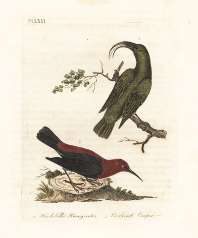 Pieni akialoa, Hemignathus obscurus (sukupuuttoon kuollut) ja myzomela, Myzomela cardinalis. (Koukkunokkainen vihreä hunajasyöjä, Certhia obscura, kotoisin Havaijista, ja kardinaalihunajasyöjä, Certhia cardinalis, kotoisin Tannasta, Vanuatu.) Käsinvärinen  tekijältä John Latham