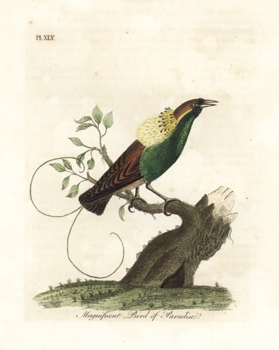 Upea paratiisin lintu, Diphyllodes magnificus (Paradisea magnifica). John Lathamin piirtämä ja kaiverrettu käsinvärinen kuparilevy omasta lintujen yleishistoriasta, Winchester tekijältä John Latham