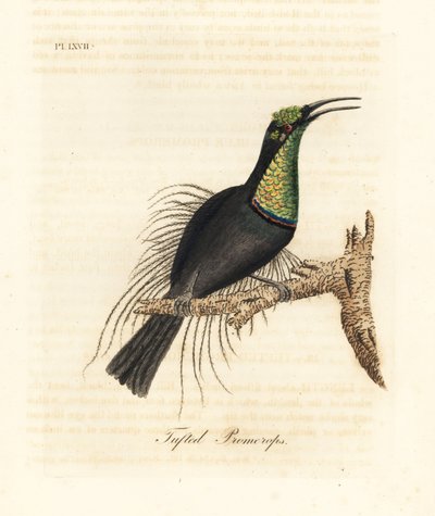 Upea kiväärilintu, Ptiloris magnificus (tufted promerops). Piirretty Bullockin museossa olevasta näytteestä. John Lathamin piirtämä ja kaiverrettu käsinvärinen kuparilevy omasta lintujen yleishistoriasta, Winchester tekijältä John Latham
