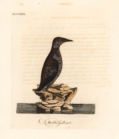 Marmoroitu murrelet, Brachyramphus marmoratus. Uhanalainen. (Marmoroitu murrelet, Uria marmorata.) John Lathamin piirtämä ja kaiverrettu käsinvärinen kuparilevy omasta lintujen yleishistoriasta, Winchester tekijältä John Latham