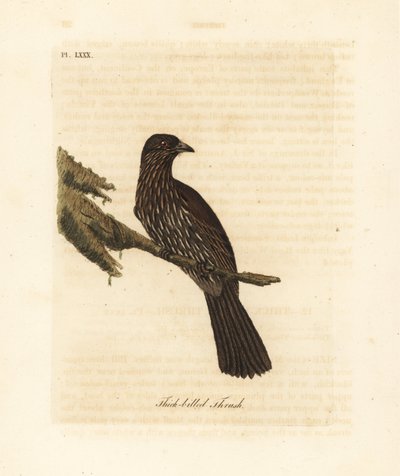 Uuden-Seelannin eteläsaaren piopio, Turnagra capensis. Sukupuuttoon kuollut. (Paksunokkarastas, Turdus crassirostris.) John Lathamin piirtämä ja kaiverrettu käsinvärinen kuparilevy omasta kirjastaan A General History of Birds, Winchester tekijältä John Latham